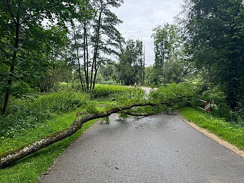 Baum auf Fahrbahn